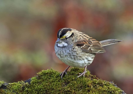 White-throated Sparrow (Zonotrichia albicollis), Saskatchewan, Canada