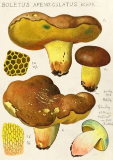 Mushroom, mushrooms, Butyriboletus appendiculatus, syn. Boletus appendiculatus, also known as