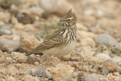 Thekla Lark (Galerida theklae), Morocco