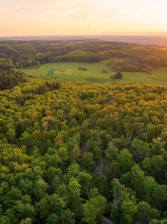 A panorama of an extensive forest at sunset, trees in autumn colours, forest pasture project,