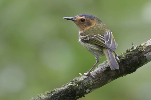 Ochre-faced Tody-Flycatcher (Poecilotriccus plumbeiceps) perched on a branch in Bolivia, South