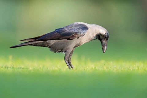 Glossy crow, (Corvus splendens), omnivore, genus of ravens and crows, corvids, Al Qurm Park,