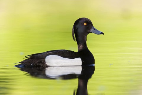 Tufted Duck (Aythya fuligula) male, Brandenburg, Germany