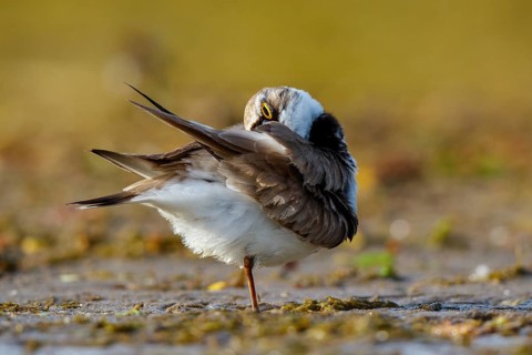 Little Ringed Plover (Charadrius dubius) preening, North Rhine-Westphalia, Germany