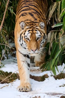 Siberian tiger (Panthera tigris altaica) walking through the bushes in winter, captive, Germany