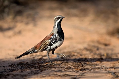 Copperback Quail-thrush (Cinclosoma clarum) male perched on the ground, South Australia, Australia