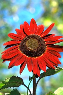 Red sunflower, summer, Germany