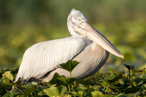 Dalmatian Pelican (Pelecanus crispus), Danube Delta, Romania