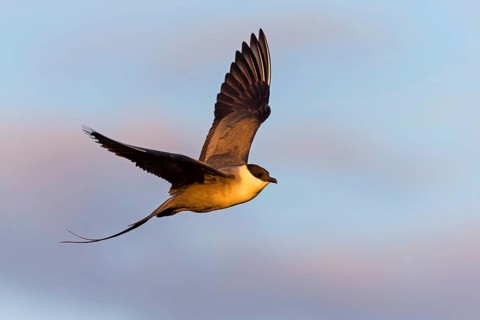Falkenraubmöwe, Long-tailed Skua, Long-tailed Jaeger, Stercorarius longicaudus, Labbe à longue