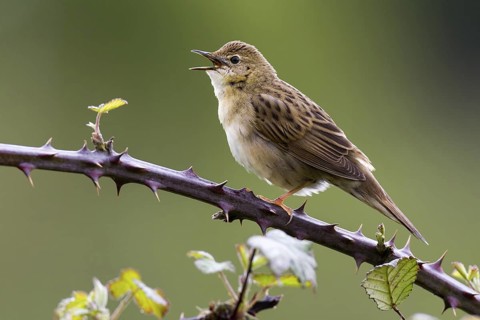 Common Grasshopper Warbler (Locustella naevia) singing, Asturias, Spain