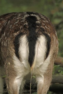 Fallow deer (Dama dama), close-up of the rear view of a stag showing the characteristic coat