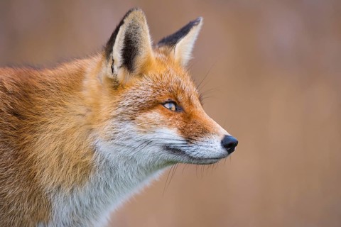 Red Fox (Vulpes vulpes) adult portrait, Netherlands