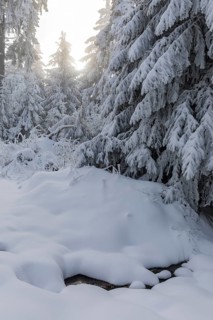 Enchanting winter forest on the Auersberg, Eibenstock, Erzgebirge, Saxony, Germany