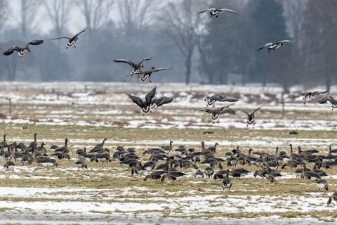White-fronted geese (Anser albifrons), Lower Saxony, Germany