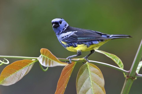 Turquoise Tanager (Tangara mexicana) perched on a branch in Ecuador, South America