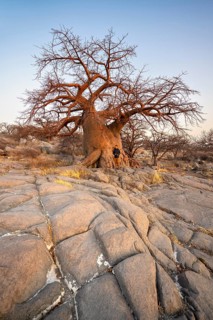 Tourist in front of a large baobab, African baobab or baobab tree (Adansonia digitata), at sunrise,
