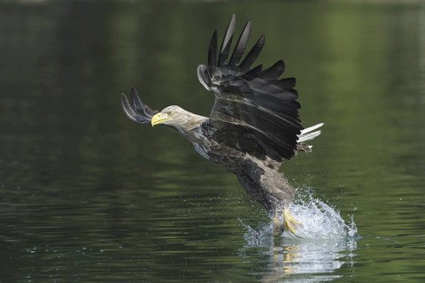 White-tailed Eagle (Haliaeetus albicilla), Mecklenburg-Western Pomerania, Germany