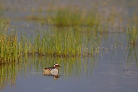 Garganey (Spatula querquedula), Greece