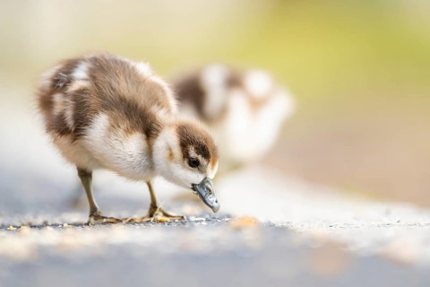 Egyptian goose (Alopochen aegyptiaca) cute chicks on a meadow at the shore of a lake, Bavaria,
