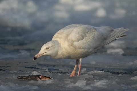 Glaucous Gull (Larus hyperboreus), Hokkaido, Japan