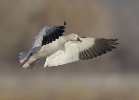 Snow Goose (Anser caerulescens) flying, New Mexico, USA