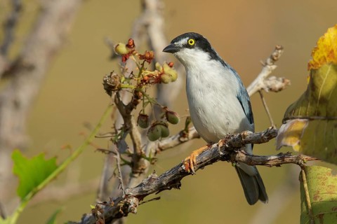 Hooded Tanager (Nemosia pileata) perched on a branch in the grasslands of Guyana