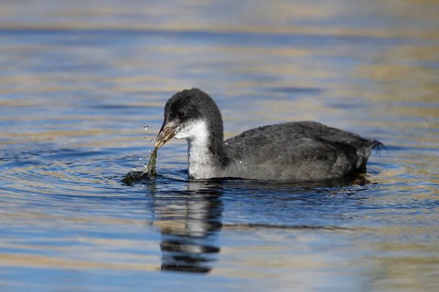 Coot (Fulica atra) juvenile bird feeding on pond weed in a lake, RSPB Lakenheath fen, Suffolk,