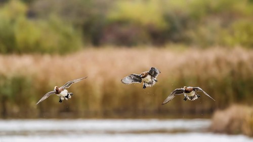 Eurasian Wigeon, Mareca penelope, birds in flight over marshes in Devon, England, United Kingdom