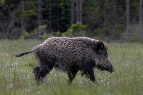 The boar is followed a few minutes later by a well-fed wild boar boar (Sus scrofa), which I always