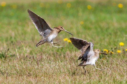 Common Snipe (Gallinago gallinago), Iceland