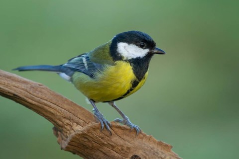 Great Tit (Parus major), Lower Saxony, Germany