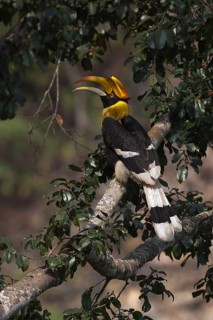 Great Hornbill (Buceros bicornis) female, Manas National Park, Bhutan