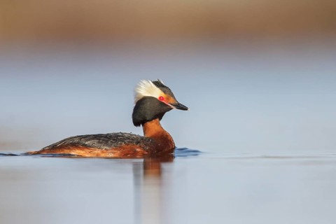 Horned Grebe (Podiceps auritus) in a pond in the tundra near Churchill, Manitoba, Canada