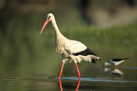 White stork (Ciconia ciconia) walking in the water nd Black-winged Stilt, depth of field, Los