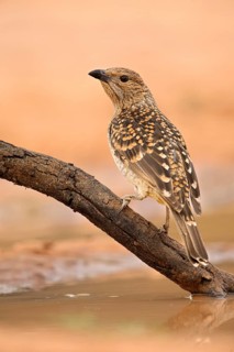 Spotted Bowerbird (Chlamydera maculata) perched on a branch, Queensland, Australia
