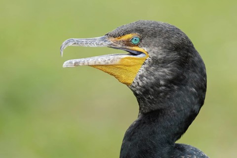 Double-crested Cormorant (Phalacrocorax auritus), Florida, USA
