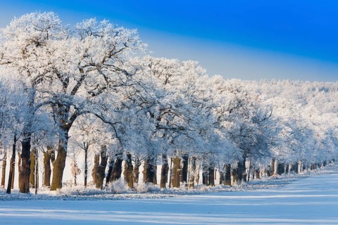 Oak tree avenue, (Quercus robur), covered in frost and snow, in winter, with a clear blue sky,
