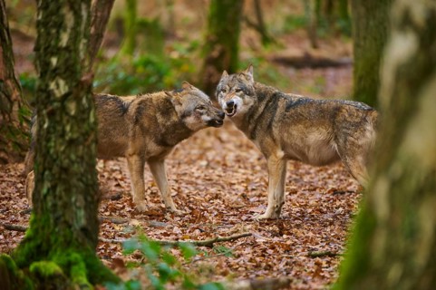 Two wolves interacting with foliage on an autumnal forest floor, wolf (Canis lupus), Germany