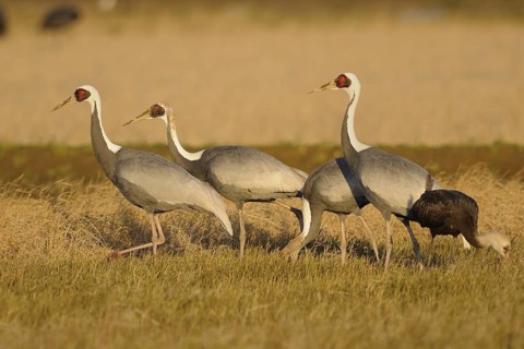 White-naped Crane (Antigone vipio) juvenile, Arasaki, Japan