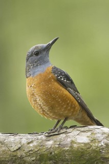 Common Rock Thrush (Monticola saxatilis) male, Tyrol, Austria