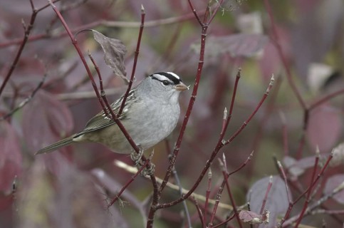 White-crowned Sparrow (Zonotrichia leucophrys), Ontario, Canada