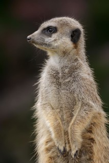 Meerkats (Suricata suricatta), captive, occurring in southern Africa