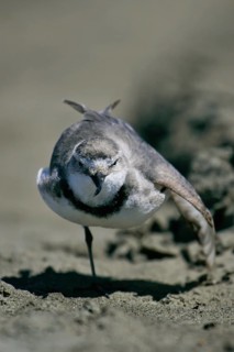 Wrybill (Anarhynchus frontalis), North Island, New, Zealand