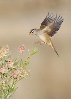 White-crowned Sparrow (Zonotrichia leucophrys) flying, California, USA