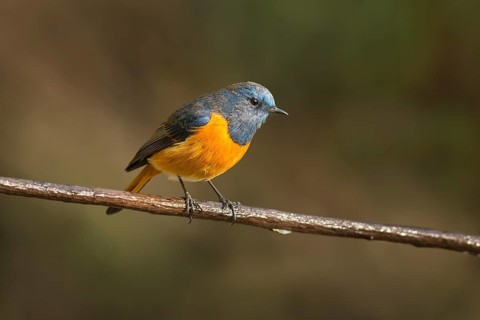 Blue-fronted Redstart (Phoenicurus frontalis) male, Yunnan, China