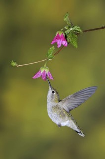 Anna's Hummingbird (Calypte anna), British Columbia, Canada