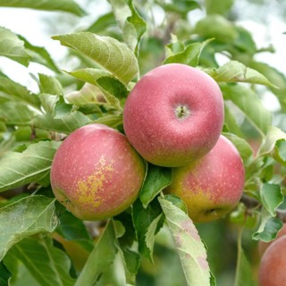 Winter apple (Malus domestica 'Pivita'),  Germany