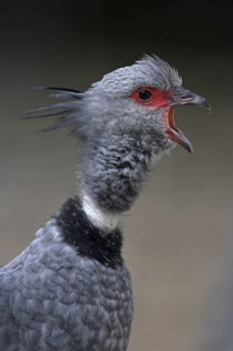 Southern Screamer (Chauna torquata)