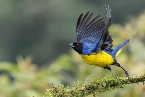 Hooded Mountain-Tanager (Buthraupis montana) flying in Colombia, South America