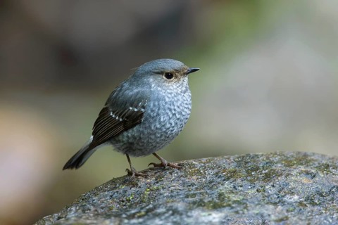 Plumbeous Water Redstart (Phoenicurus fuliginosus) female, Thailand